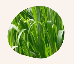 Ätherische Öle - Endro - BZH